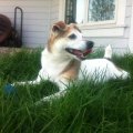 Rosie in the Grass1
