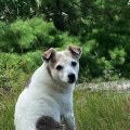 Rosie in the Woods