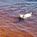 Rosie on Beach at CL Narrows 2018