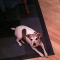 Rosie on Carpet in Kitchen