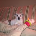 Rosie on Couch in Porch 2017