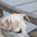 Rosie on Deck July 2018