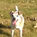Rosie with Ball Oct 2014
