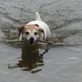 Rosie with Big Stick