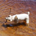 Rosie with Stick CL Narrows 2018