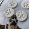 Taking Paw Prints