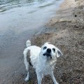 Wet Rosie