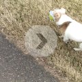 Rosie Carrying Tennis Ball