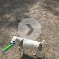 Rosie Carrying Toy on Nelson Beach
