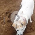 Rosie Digging in the Sand 2016