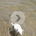 Rosie Got Knocked Over By the Waves on her Last Day