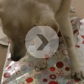 Rosie Opening Her Present Xmas 2019