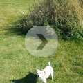 Rosie Playing Soccer with Amanda 2014