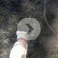 Rosie Walking by the Water on Her Last Day