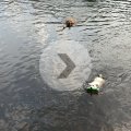 Rosie and Arie Swimming