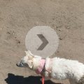 Rosie at the Dog Beach on WBL on Last Day