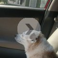 Rosie in the Car on her Last Day